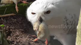 Snow owl carries dead chick around