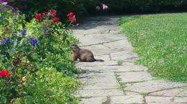 Friendly Groundhog. 