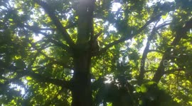 David Cattenborough : Suburban Monkey Cat