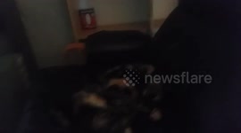 Werner Herzdog : A Cat