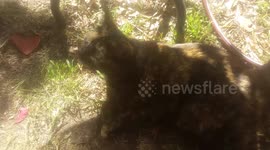 David Cattenborough : Photosynthetic Cat