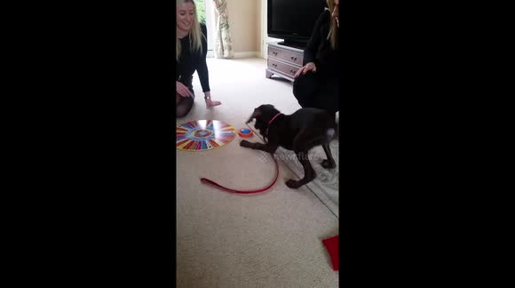 Puppy finds Christmas overwhelming and attacks Articulate timer