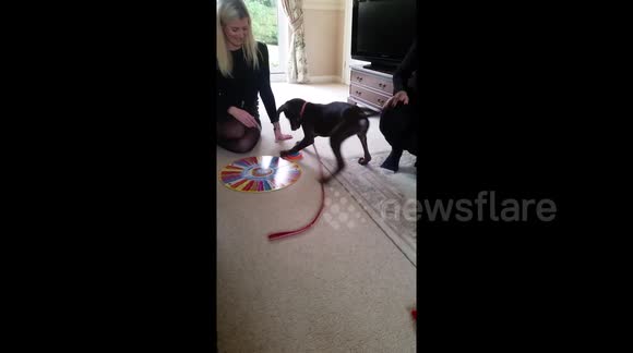 Newsflare Edit - Puppy finds Christmas overwhelming and attacks Articulate timer