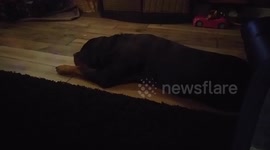 Rottweiler Dreamland