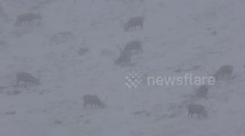 Red deer stags grazing in heavy snows in Scottish highlands Boxing Day 2016