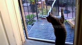 Cat hangs on screen door
