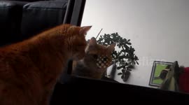 The most vain cat in the world