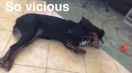 Vicious Rottweilers