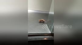 Footage shows rat running around inside London Primark store