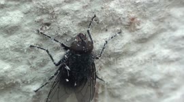 Musca Domestica : The Common Housefly