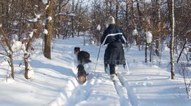 Dog Jumps Like a Rabbit