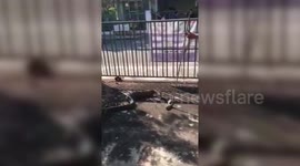 Disgusting moment 13ft long python regurgitates pet cat