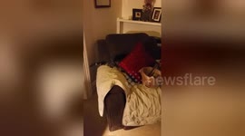 Cat  hides away because she 'hates' New Year