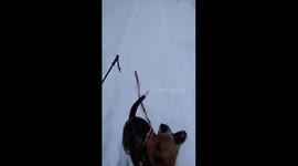 Dog Freaks out when seeing squirrel