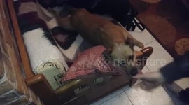 Dog don't allow to take her pillow