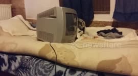 Guilty husky hides behind television after shredding owner's jacket