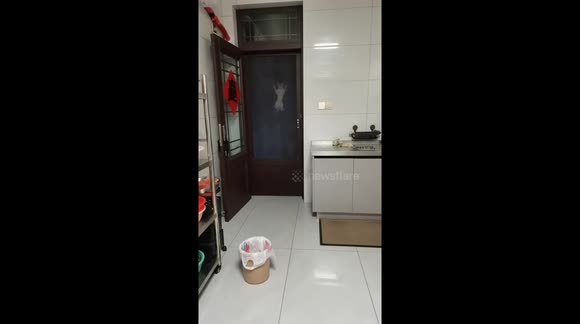 Cat climbs the screen door to get its owner's attention in Jiangsu ...