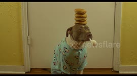 Dog remains incredibly calm during balancing trick
