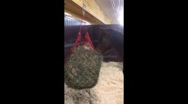 Horses and cat are best friends