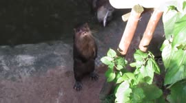 Funny otters waiting for fish