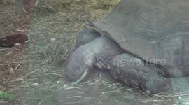 Tortoise struggles to eat cabbage stalk