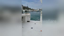 Newsflare Edit - Seal Jumps on Boat for Fish