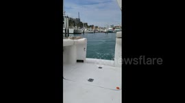 Newsflare Edit - Seal jumps onto boat to eat fish