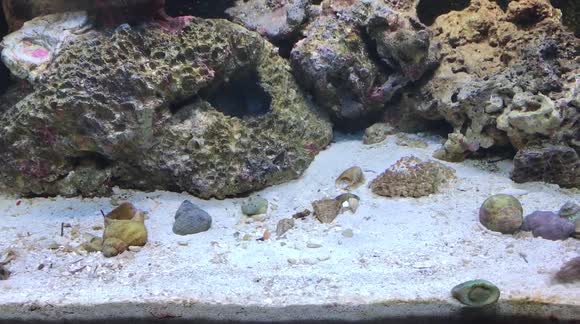 Nassarius snails - they come from nowhere