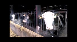 Cases of raw milk food poisoning 'confirmed' at farm in Cumbria - Reports