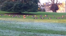 Canadian Geese get a fright from a dog at Lydiard Park in Swindo