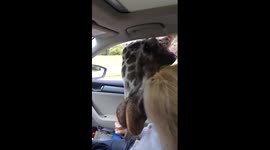 Serengeti Park Giraffe steals ICE CREAM