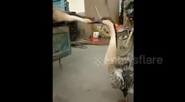 Affectionate swan geese spared fate of sale in China