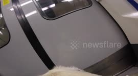 Guide Dog navigates London Bridge from the underground to the overground & finds a staff member on request