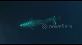 Gray whale cow/calf pair