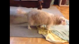 Wet dog loves techno music