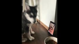 Husky puppy first time on FaceTime!