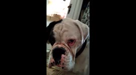 Dog gets really unhappy after receiving 'wrong' dog biscuits