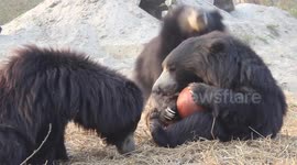 Rescued bear enjoys playing with enrichment ball