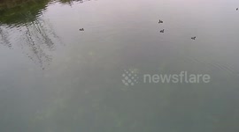 The ducklings grew !!!! 