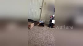 Newsflare Edit - Cat eats box