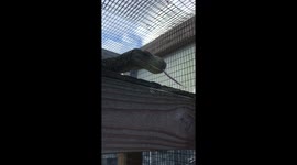 Hand feeding a dragon