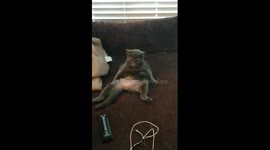 My cat thinks she is a human!