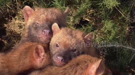 Bush dog family snuggle up on a cold day