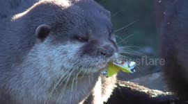 Otter refuses to let go of crisp packet
