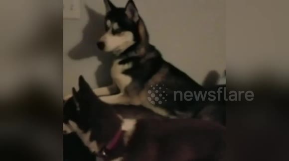 Newsflare Edit - Huskies welcoming soldier dad from deployment