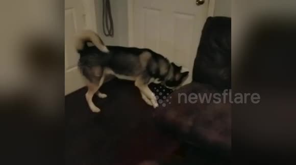 Newsflare Edit - Newsflare Edit - Huskies welcoming soldier dad from deployment