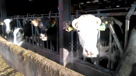 Raw Milk food poisoning outbreak at Low Sizergh Barn, Kendal, Cumbria