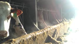 Raw Milk food poisoning outbreak at Low Sizergh Barn, Kendal, Cumbria