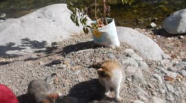 This is why you don't feed cats in Morocco