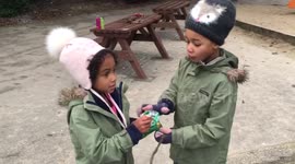 Seagull crisp thieves